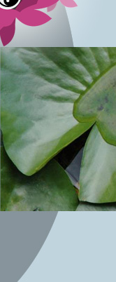 Massage Lotus